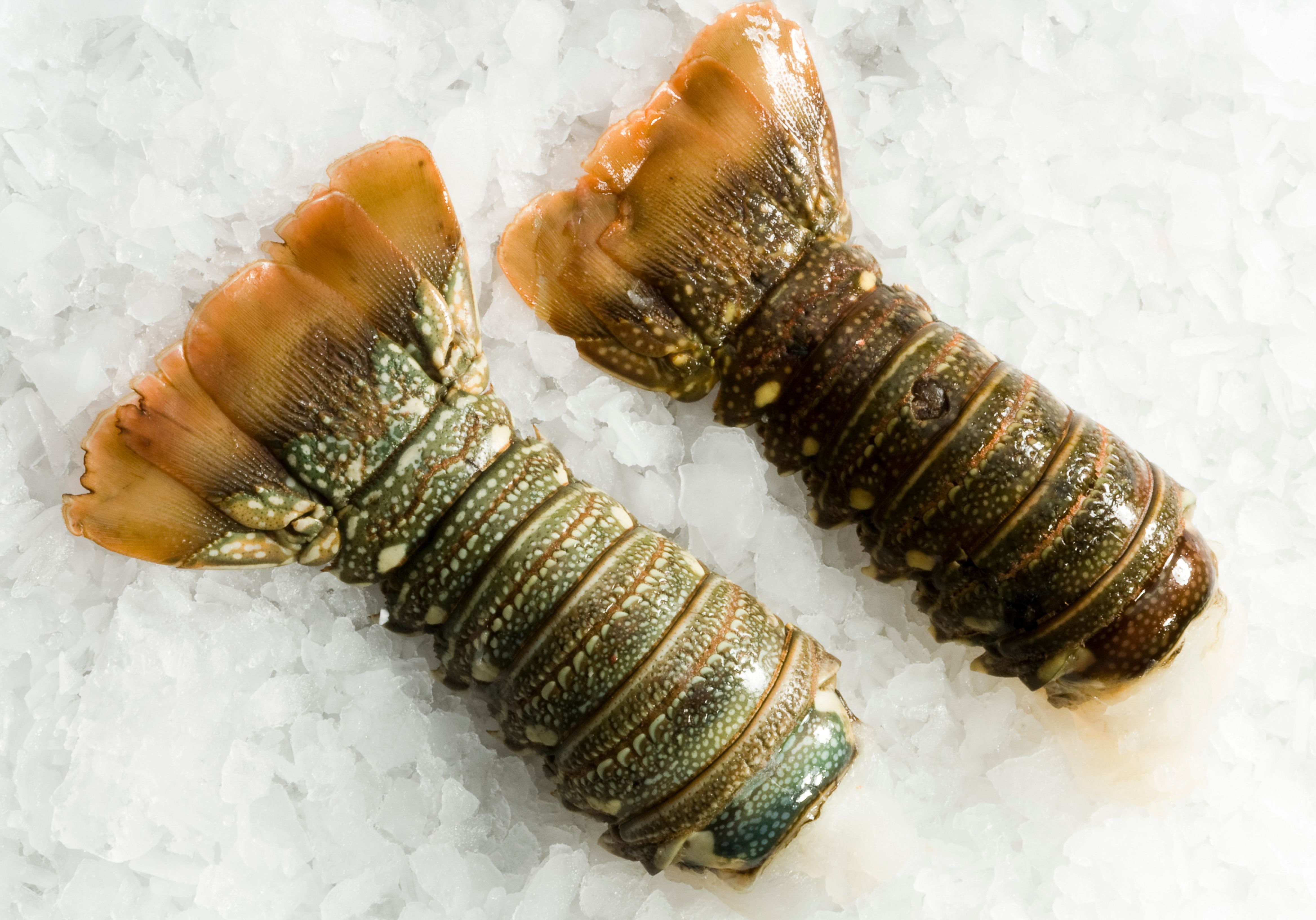 Raw lobster tails from the Caribbean displayed on ice. King George's Steak and Seafood. 